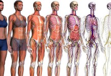 36 curiosidades que você não sabia sobre o corpo humano
