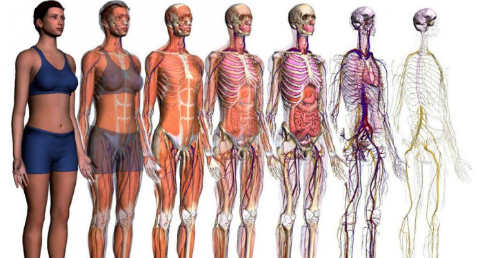 36 curiosidades que você não sabia sobre o corpo humano