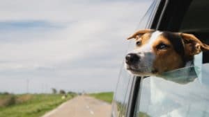 5 Cuidados com seu cachorro na viagem de carro