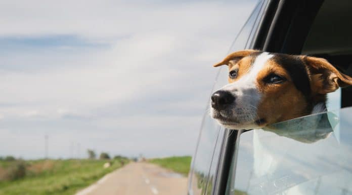 5 Cuidados com seu cachorro na viagem de carro
