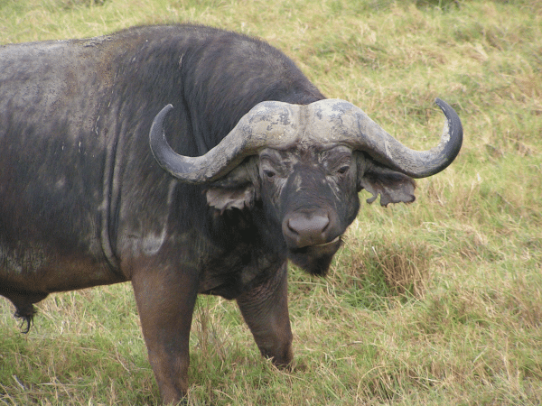 Búfalo Africano - Os animais mais perigosos do mundo