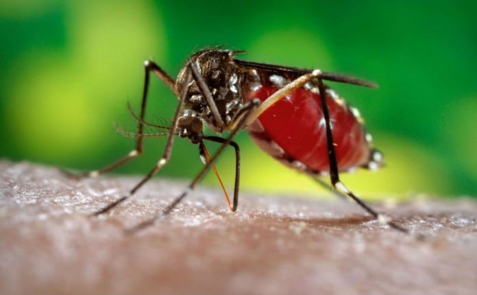 Conheça um pouco mais sobre a Zika Vírus