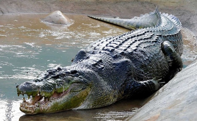 Crocodilo de água salgada - Os animais mais perigosos do mundo
