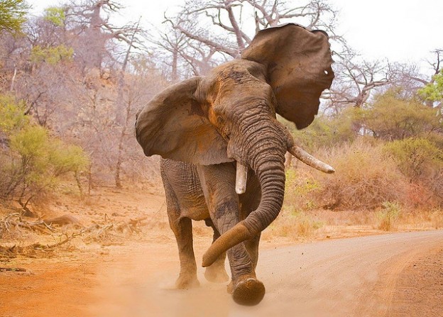 Elefante - Os animais mais perigosos do mundo