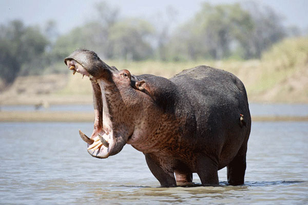 Hipopotamo - Os animais mais perigosos do mundo