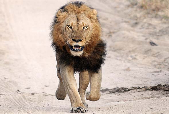 Leão Africano - Os animais mais perigosos do mundo