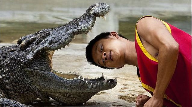 Luta com crocodilo
