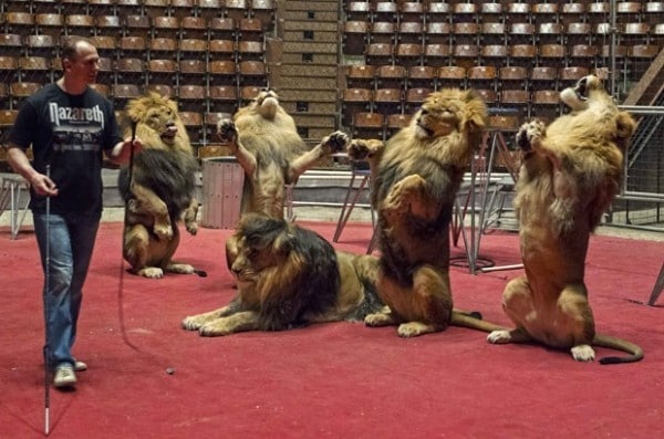 Treinadores de Leões