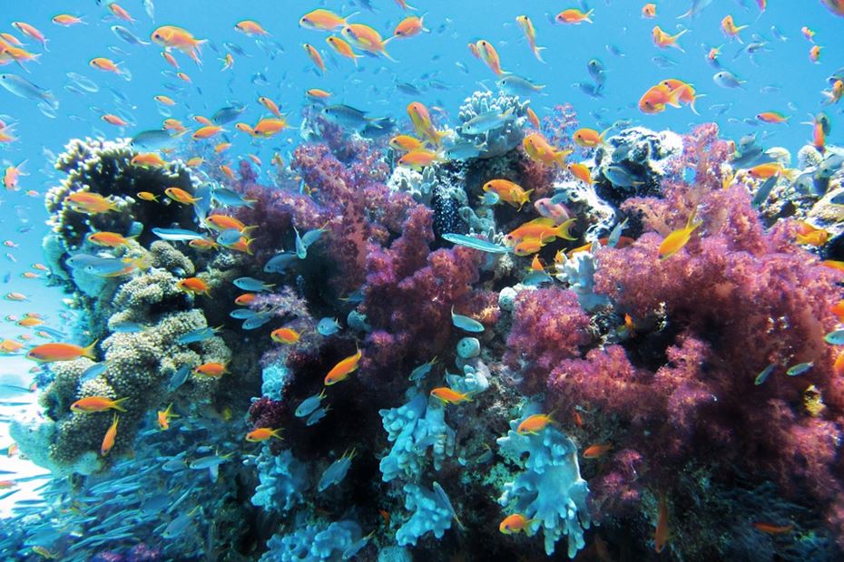 A Barreira de Corais de Belize
