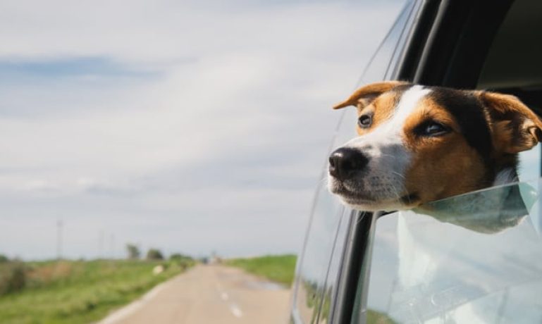 5 Cuidados com seu cachorro na viagem de carro