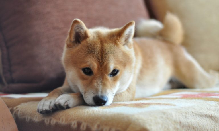 Entenda tudo que o seu cachorro quer dizer