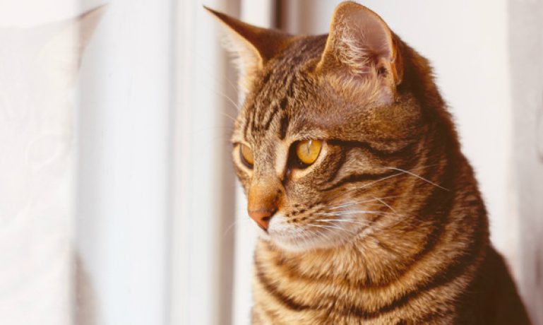 Câncer em gatos