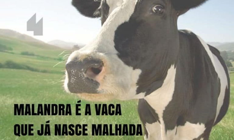 Frases de motivação - Malandra é a vaca que já nasce malhada para não ter que ir para a academia.