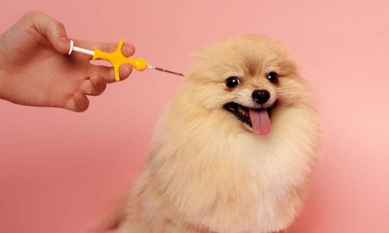 Microchip animal, vantagens e desvantagens