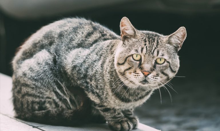 como a poluição urbana prejudica os pets