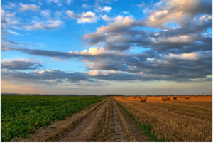 Imagem de um campo representando os Benefícios para produtor rural: veja o que o INSS