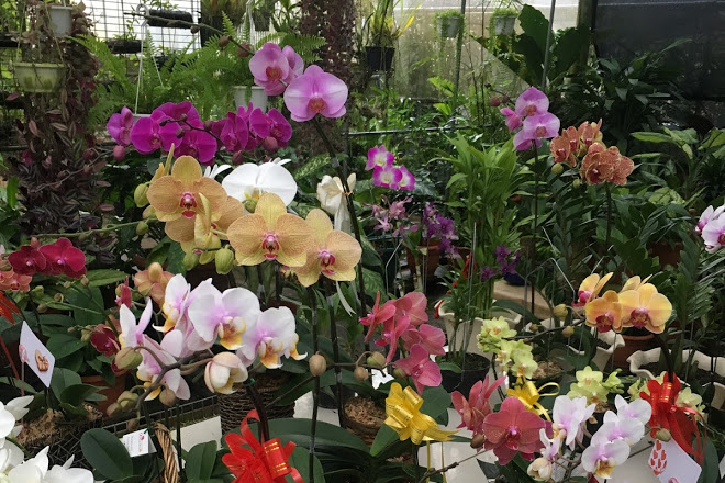 Jardim das Orquídeas 96