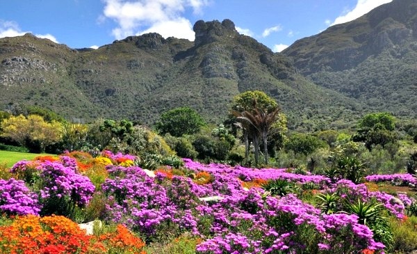 Jardim Kirstenbosch da Cidade do Cabo