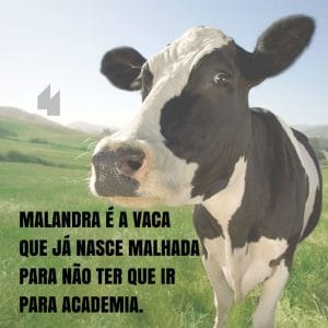 Frases de motivação - Malandra é a vaca que já nasce malhada para não ter que ir para a academia.