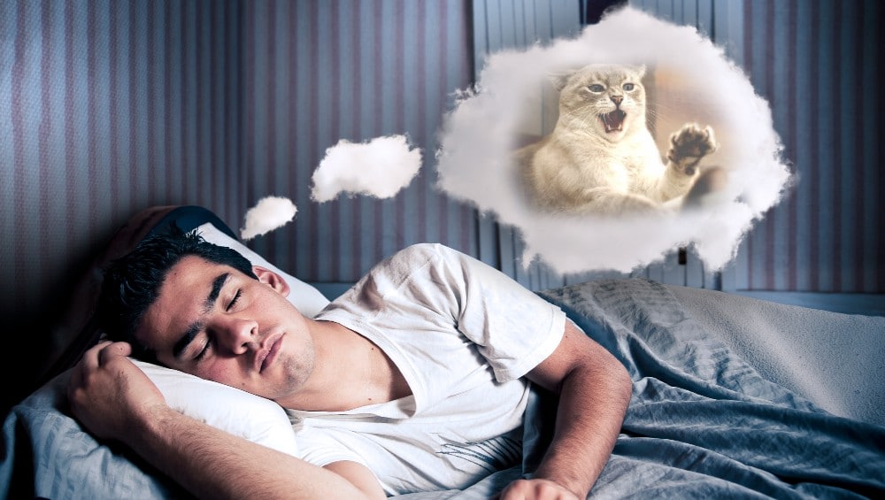 Sonhar com gato atacando