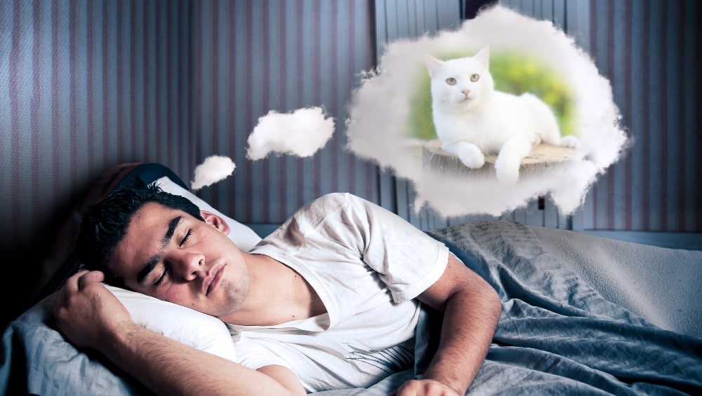 Sonhar com gato branco