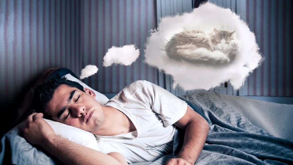 Sonhar com gato dormindo
