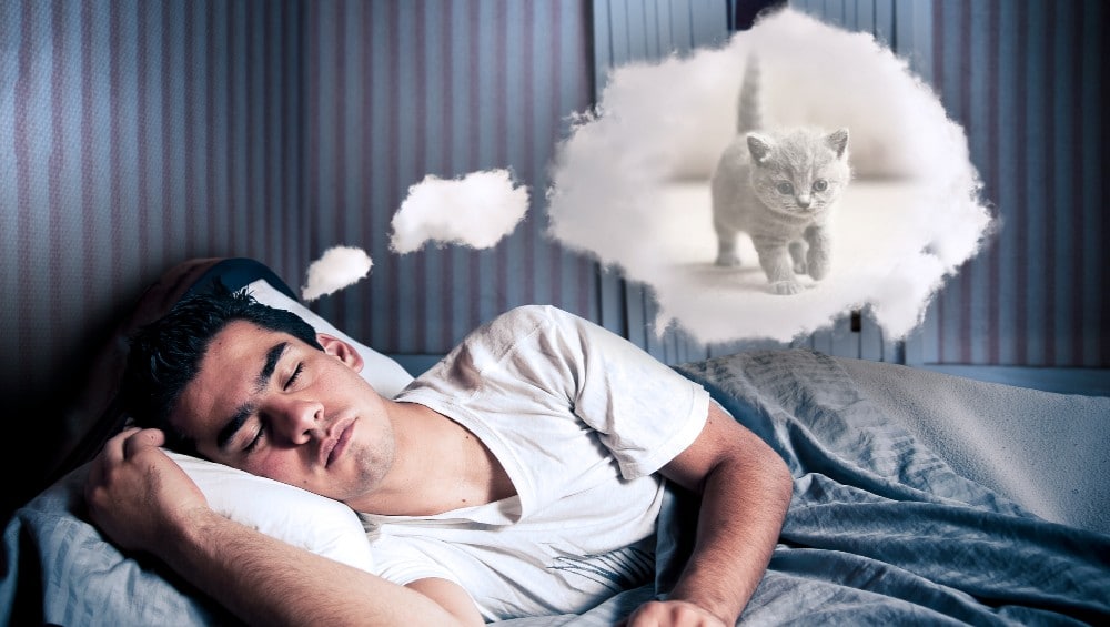 Sonhar com gato filhote