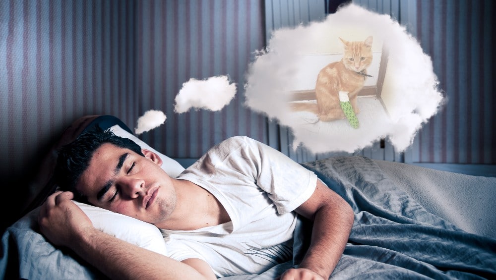 Sonhar com gato machucado