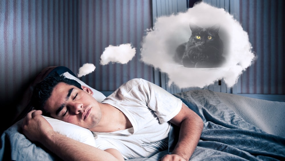Sonhar com gato preto